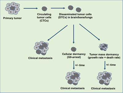 The Biology and Therapeutic Implications of Tumor Dormancy and Reactivation